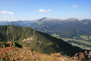 fellhorn